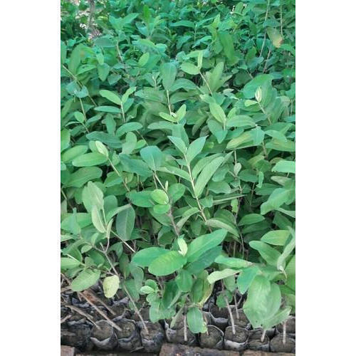 G Villas Guava Plant