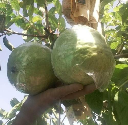 Taiwan White Guava Plants