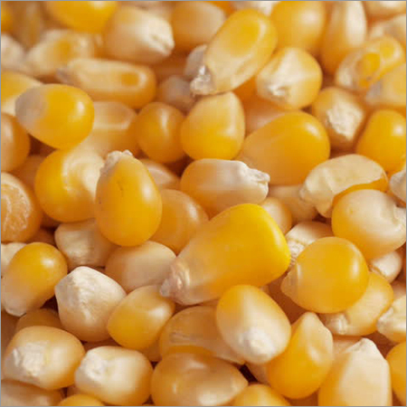 Yellow Maize Yellow Maize