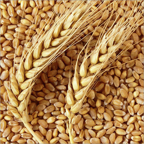 Organic Wheat Organic Wheat