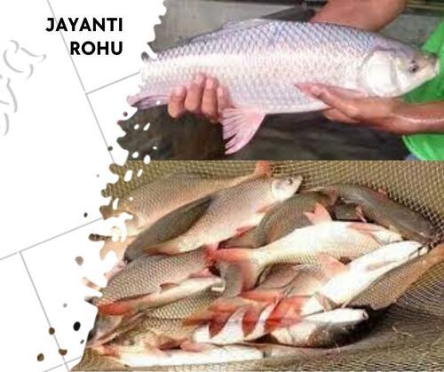 Jayanti Rohu Fish Seed