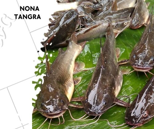 Fish Seed