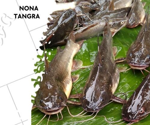 Nona Tangra Fish Seed