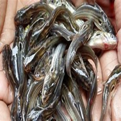 Nona Tangra Fish Seed - Shape: As Per Requirement