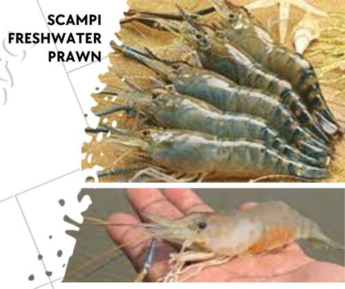 Scampi Seed