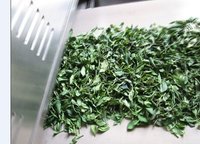 Green Tea Drying Fixation Machine