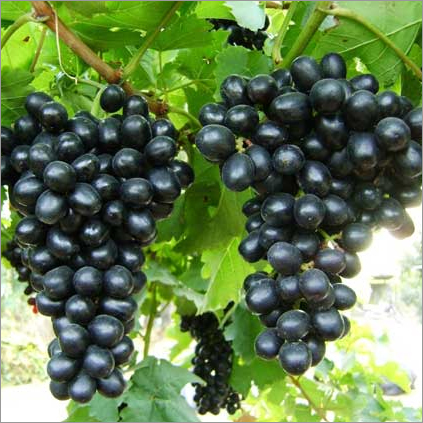 Fresh Black Grapes Fresh Black Grapes