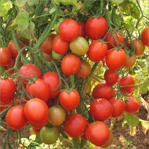 Fresh Tomatoes Fresh Tomatoes