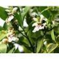 Adhatoda Vasica Dry Extract Direction: As Directed By Physician