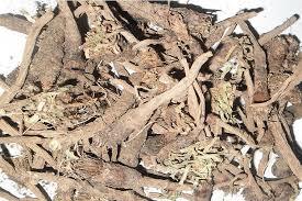 Anacyclus pyrenthum Dry Extract