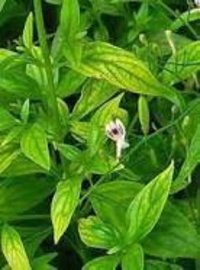 Andrographis Paniculata Dry Extract Direction: As Directed By Physician