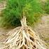 Asparagus racemosa Dry Extract