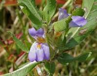 Astercantha Logifolia Dry Extract Direction: As Directed By Physician
