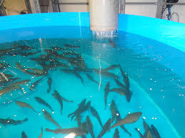 Aquaculture Water Quality Management by Aeolus Ozone