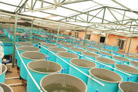 Aquaculture Ozone Generator by Aeolus