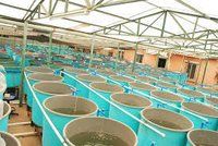 Aquaculture Water Quality Management by Aeolus Ozone