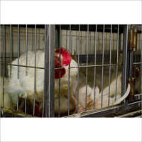 Poultry Cages