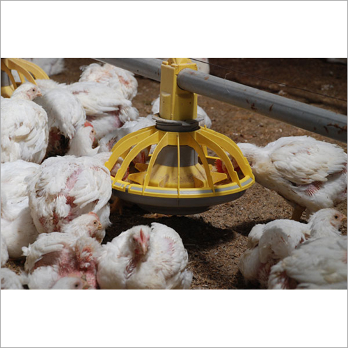 Poultry Automatic Feeding System