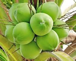 FRESH GREEN COCONUT