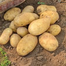 Organic Potato