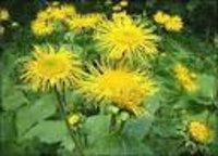 Inula racemosa Dry Extract