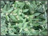 Leptadenia reticulata Dry Extract