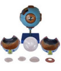 Giant Eye Model(xc-316) - Material: Plastic