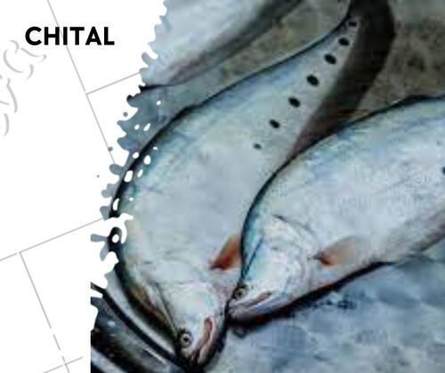 Chital Fish Seed