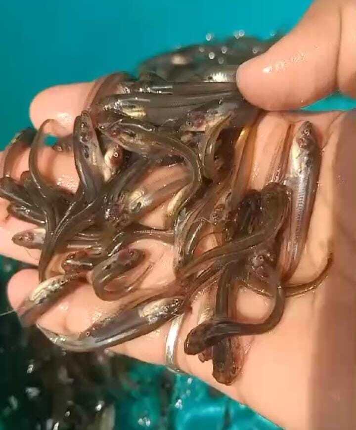 Pabda Fish Seed - Material: As Per Requirements