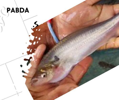 Pabda Fish Seed