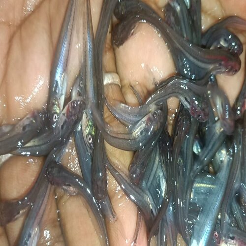 Pabda Fish Seed - Material as per Requirements, Size as per Requirements | Versatile Shape Suitable for Aquaculture and Fish Breeding