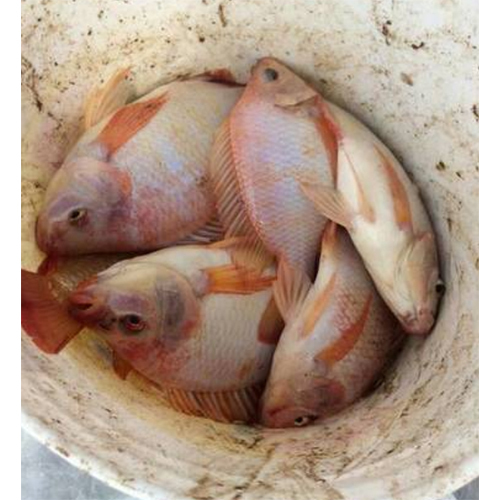 Red Tilapia (Monosex) Fish Seed Red Tilapia (Monosex) Fish Seed