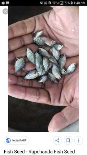 Rupchanda (Paku) Fish Seed