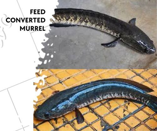 Feed Converted Murrel Fish Seed - Material: As Per Requirements