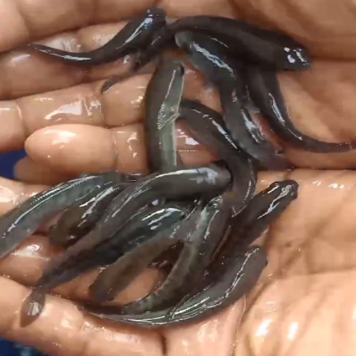 Feed Converted Murrel Fish Seed - Material: As Per Requirements