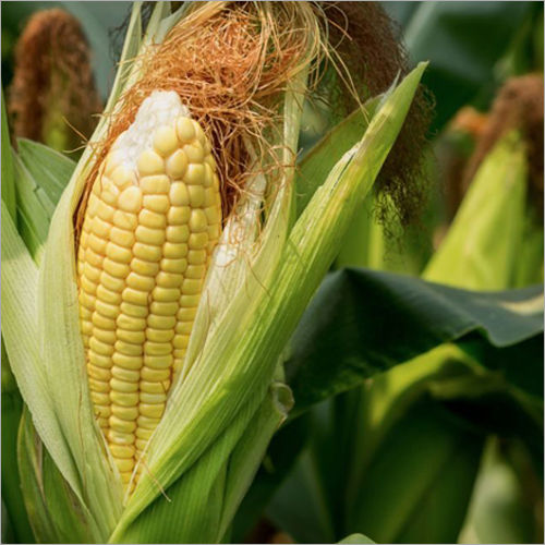 Organic Fresh Yellow Maize