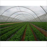 Naturally Ventilated Greenhouse All