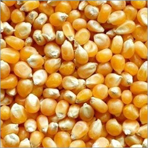 Popcorn Maize Popcorn Maize