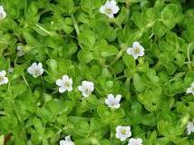 Bacopa monneri Dry Extract