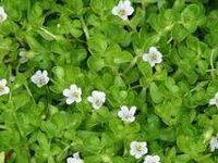 Bacopa monneri Dry Extract