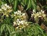 Crataeva Nurvala Dry Extract Direction: As Advised By Physician