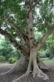 Ficus racemosa Dry Extract