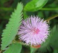Mimosa pudica Dry Extract