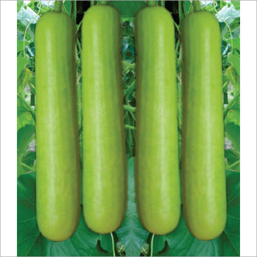 Komal F1 Hybrid Bottle Gourd Seeds