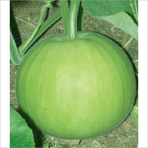 Vikas F1 Hybrid Bottle Gourd Seeds