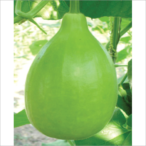 Deepti F1 Hybrid Bottle Gourd Seeds