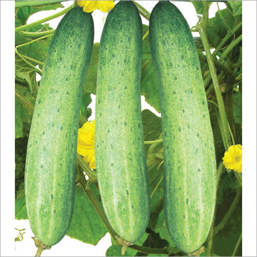 Adbhut F1 Hybrid Cucumber Seeds