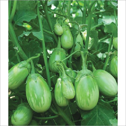 Malav F1 Hybrid Egg Plant Seeds