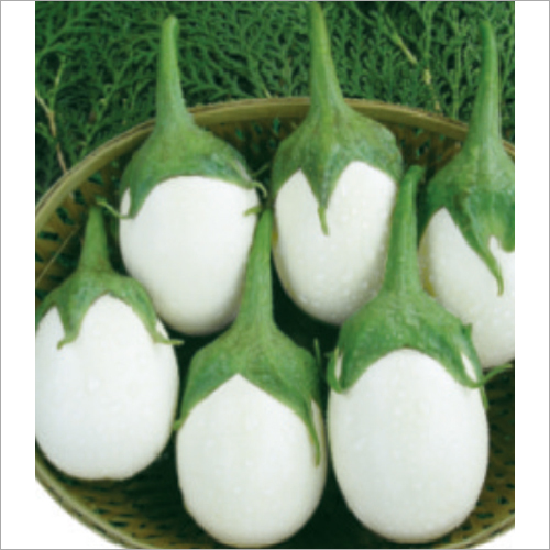 Tulsi F1 Hybrid Egg Plant Seeds