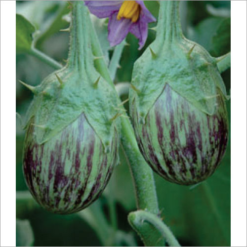 Egg Plant Seed